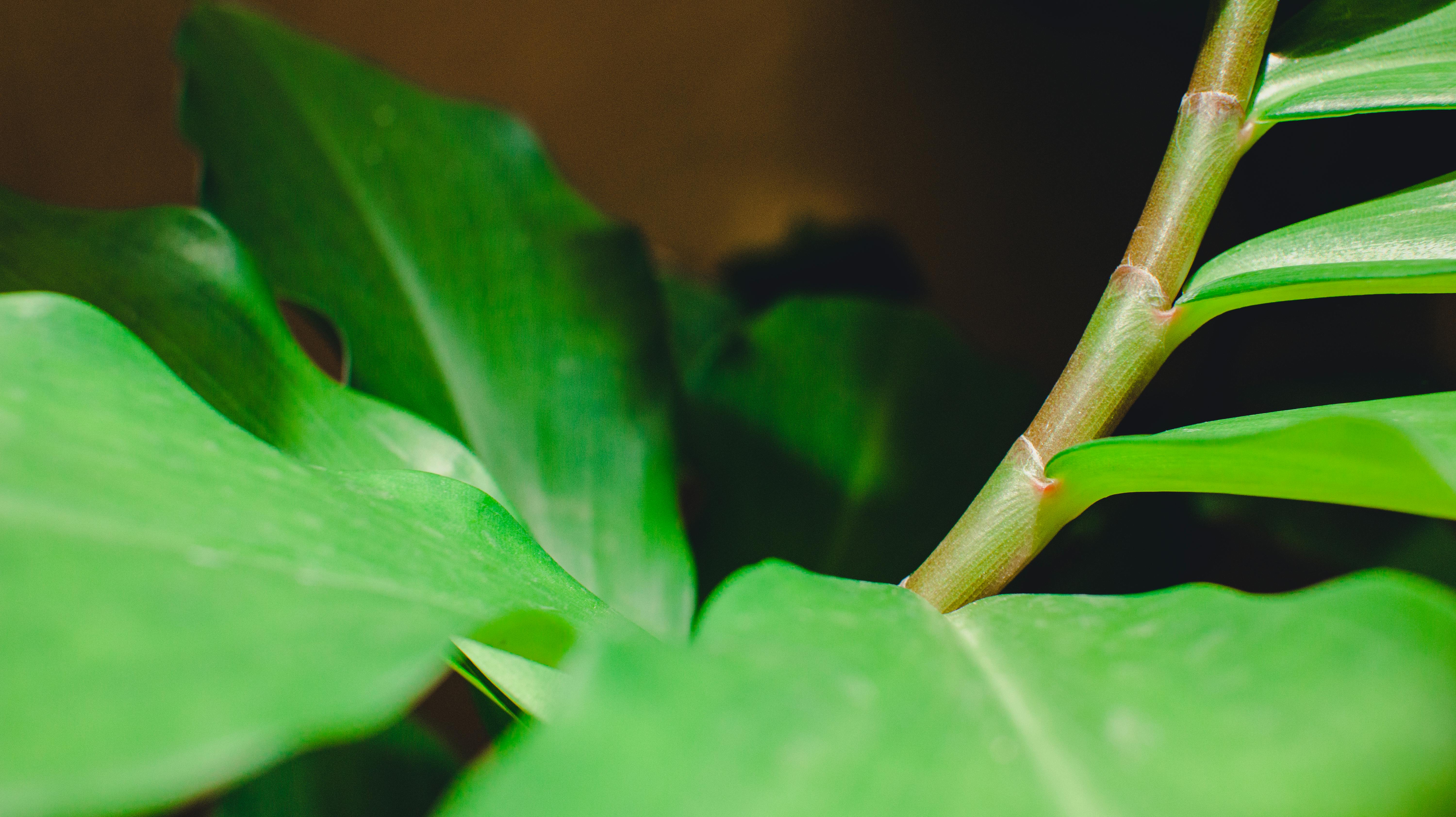 Aesthetic garden plants