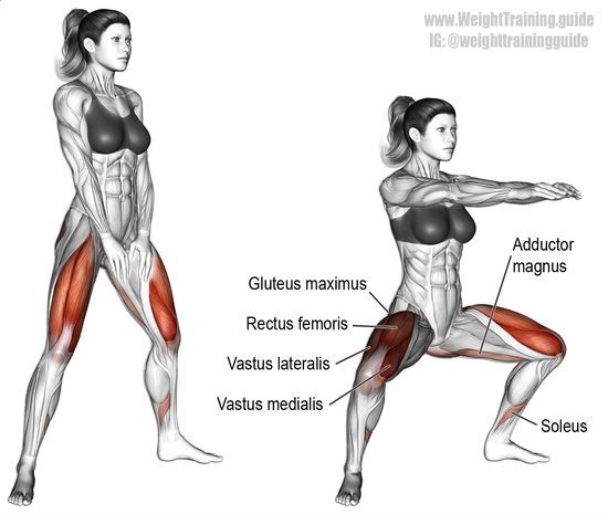 Vastus Medialis Muskel